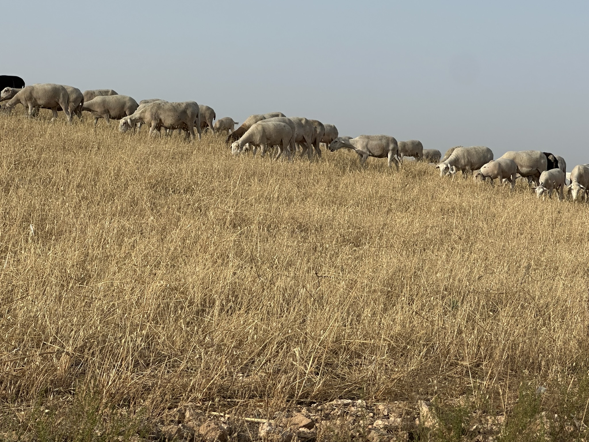Uitzicht op schapen tijdens een wandelroute